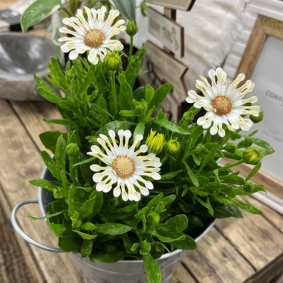 Osteospermum Margarita Cream Spoon Lplostmcs - Garden Express Australia