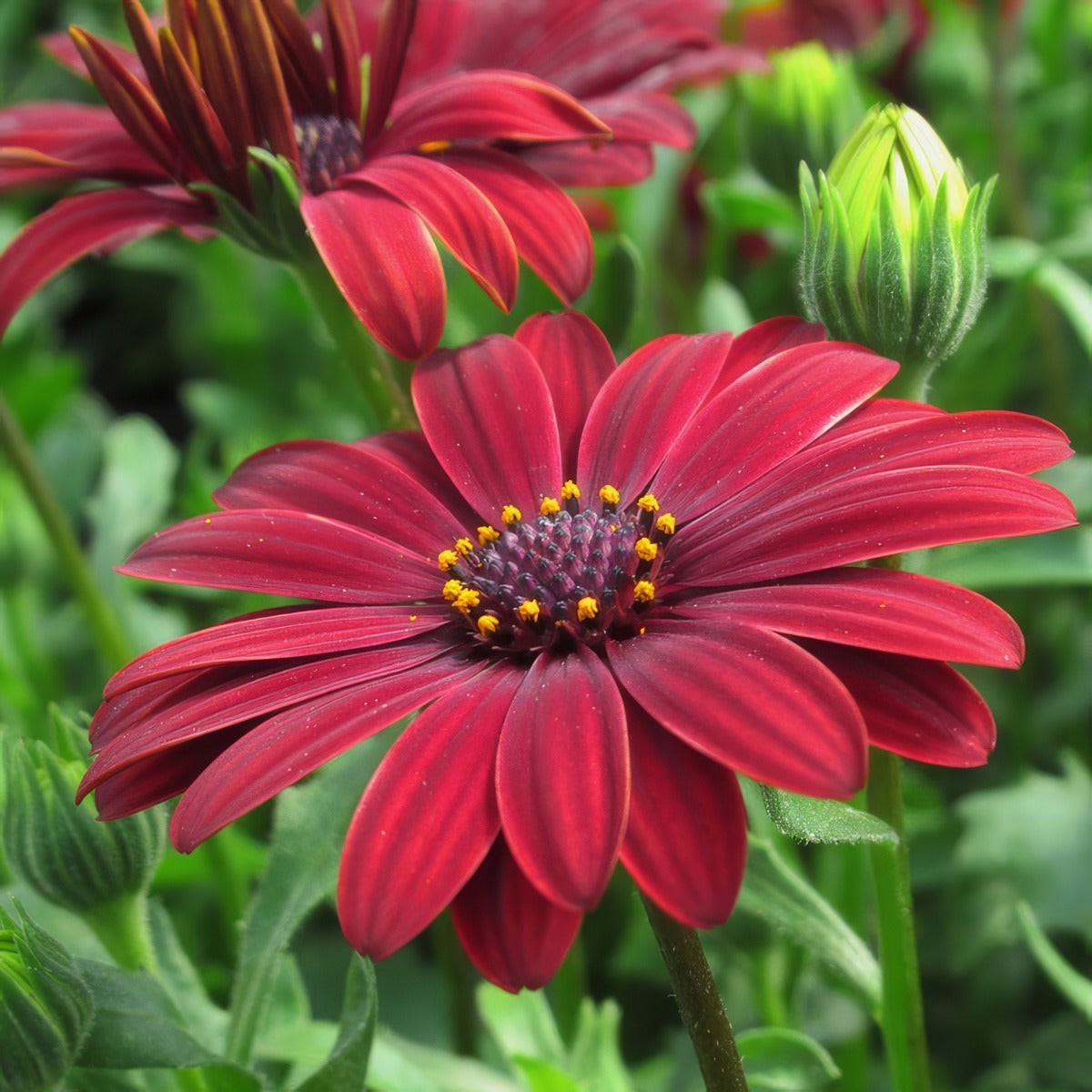 Osteospermum Flame P12ostfla - Garden Express Australia