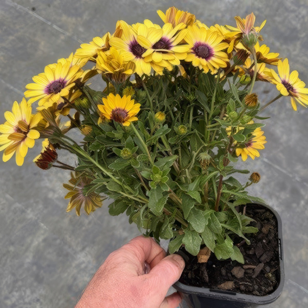Osteospermum Blue Eyed Beauty - Garden Express Australia