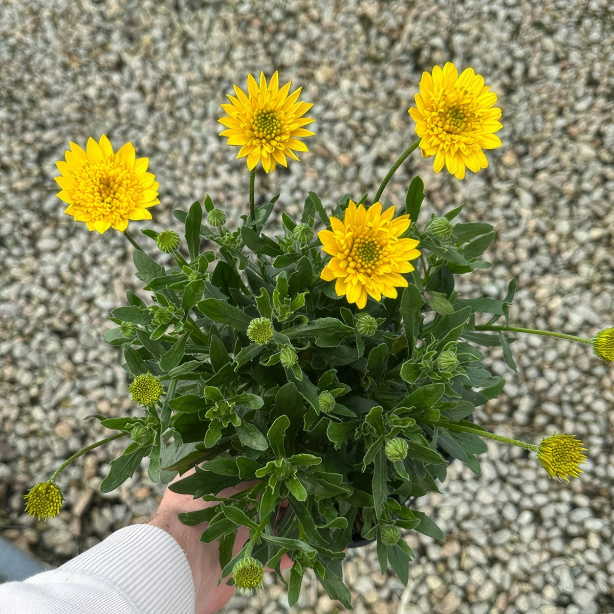 Osteospermum 3d Deep Sun - Garden Express Australia
