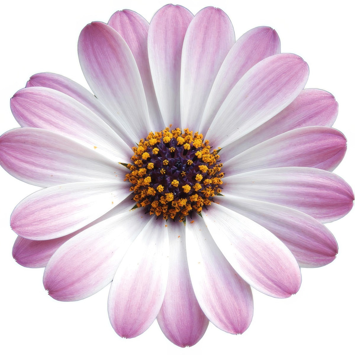 Osteospermum Gelato Candy White - Garden Express Australia