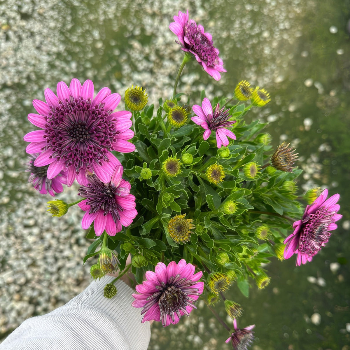 Osteospermum 3d Purple - Garden Express Australia