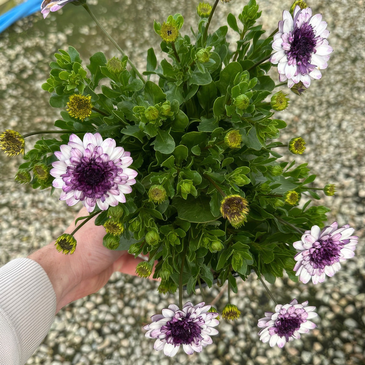 Osteospermum 3d Steel Blue - Garden Express Australia