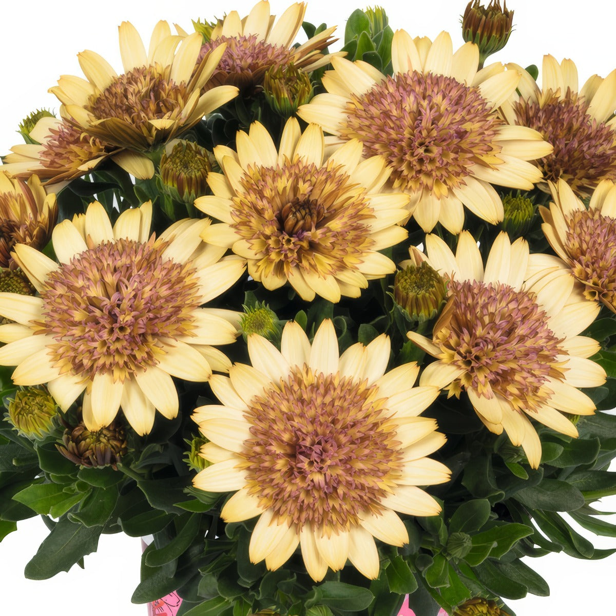 Osteospermum Margarita Double Yellow - Garden Express Australia