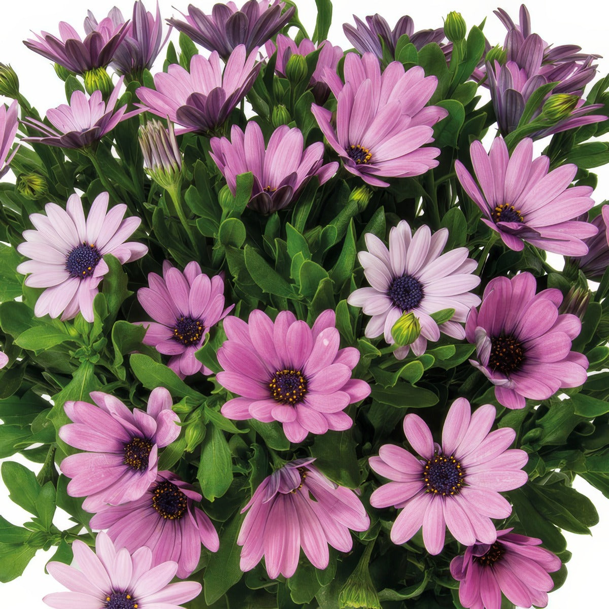 Osteospermum Margarita Plus Lavender P68ostmpl - Garden Express Australia