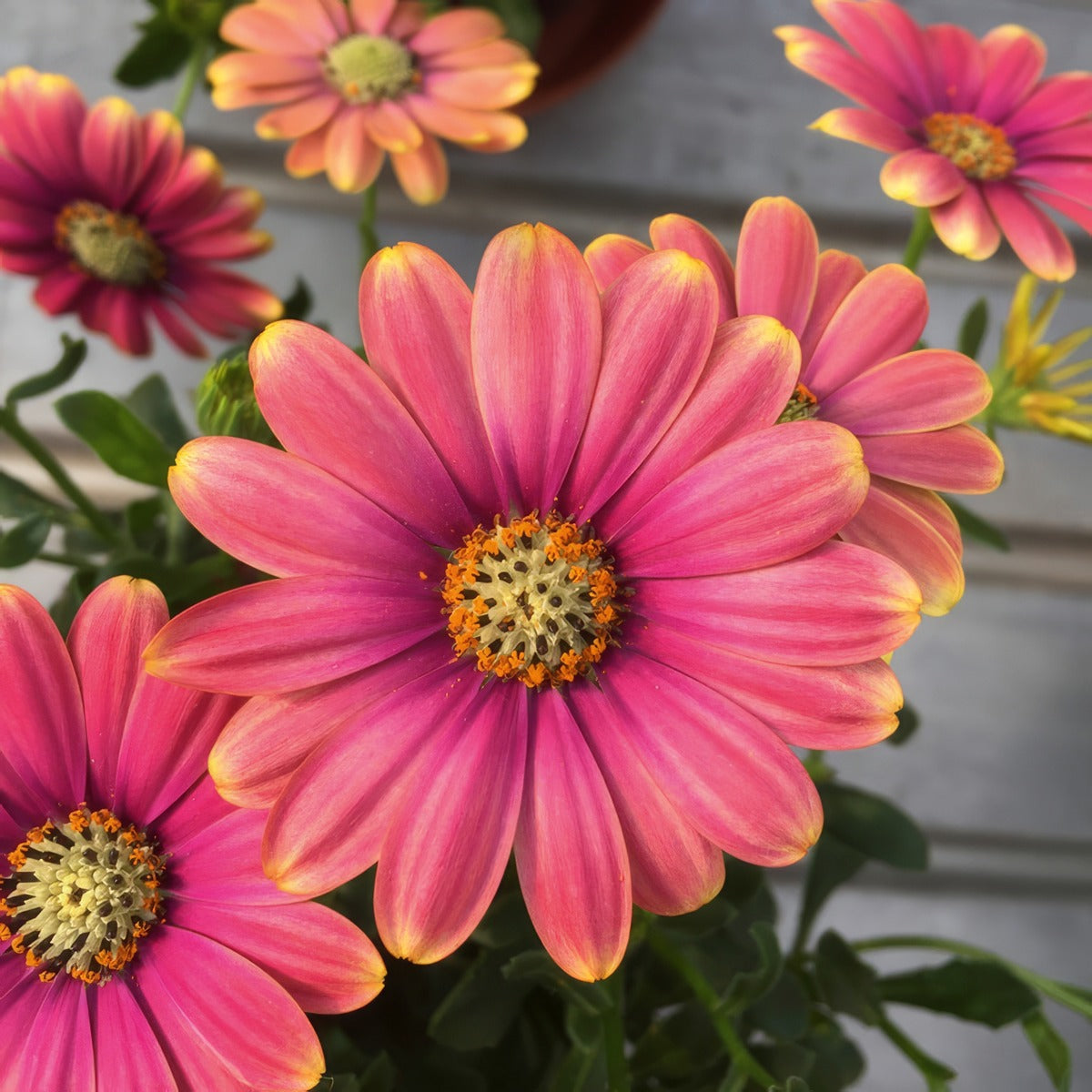 Osteospermum Pink Sun P68ostpns - Garden Express Australia