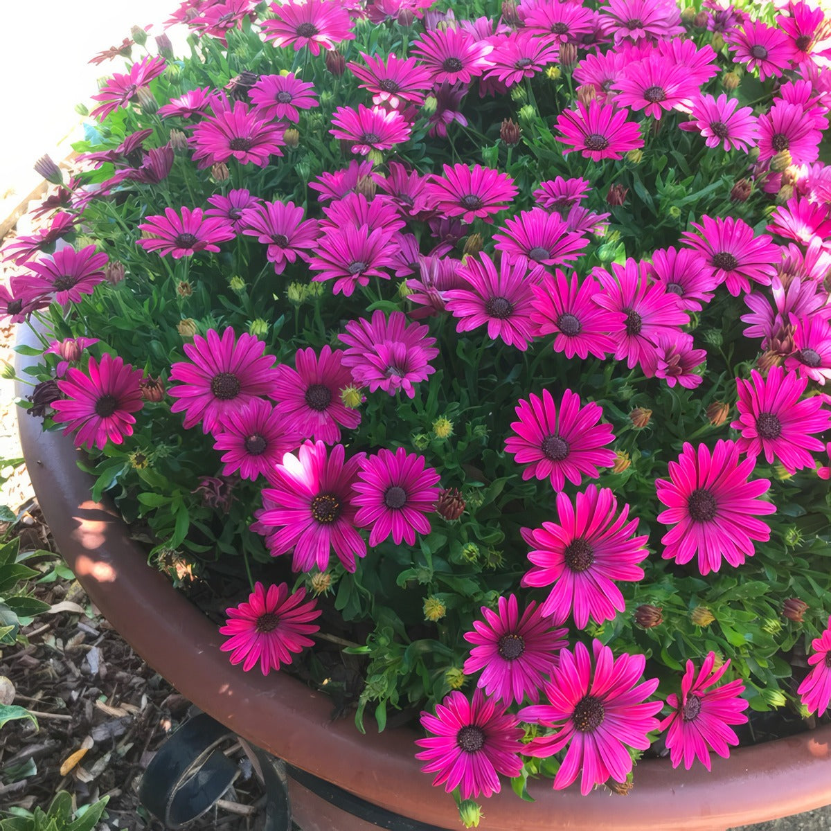 Osteospermum Serenity Electric Rose - Garden Express Australia
