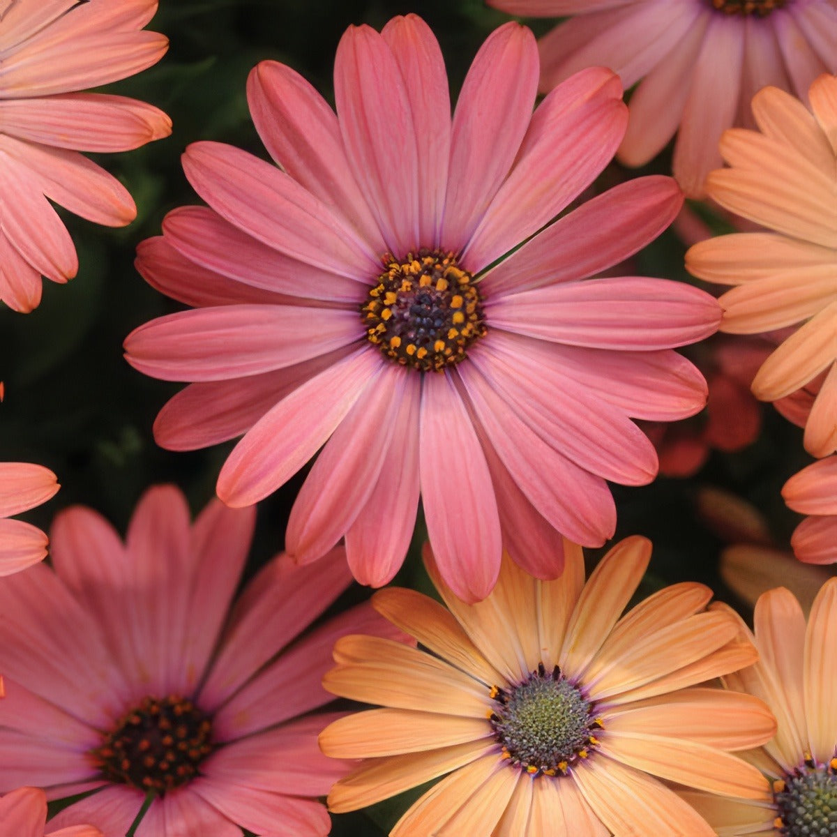 Osteospermum Serenity Rosepplostsrm - Garden Express Australia