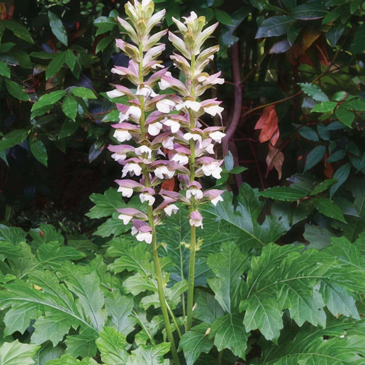 Oyster Plant 2019 Lpooyspla - Garden Express Australia