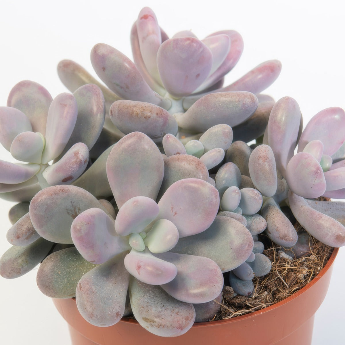Pachyphytum Lavender Pebbles P10paclpe - Garden Express Australia