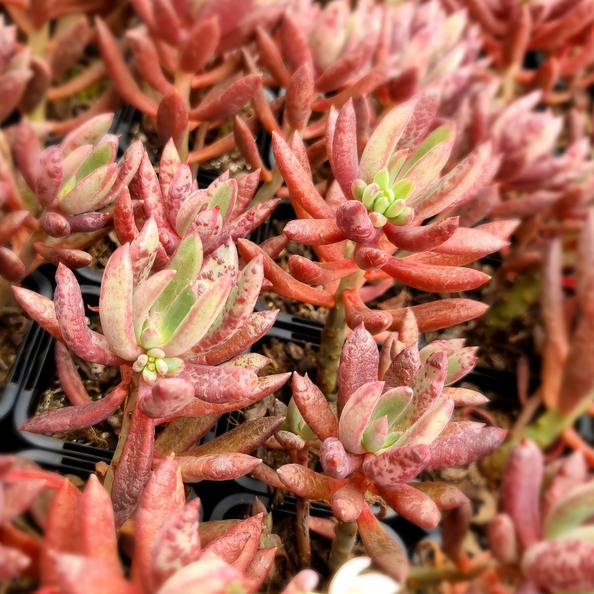 Pachyveria Red Banana P68pacrba - Garden Express Australia