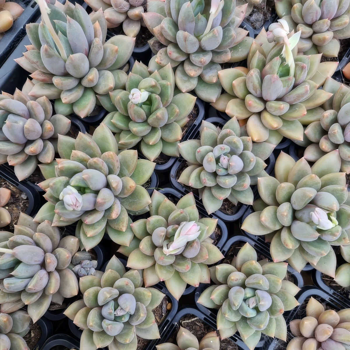 Pachyveria Rough P68pacrou - Garden Express Australia