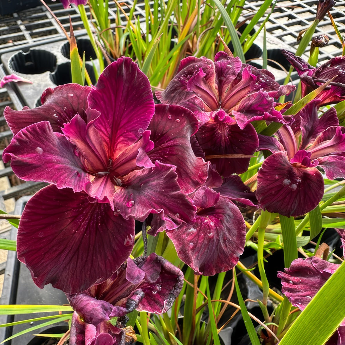 Pacific Coast Iris Dark Burgundy Shades P75pacdbs - Garden Express Australia