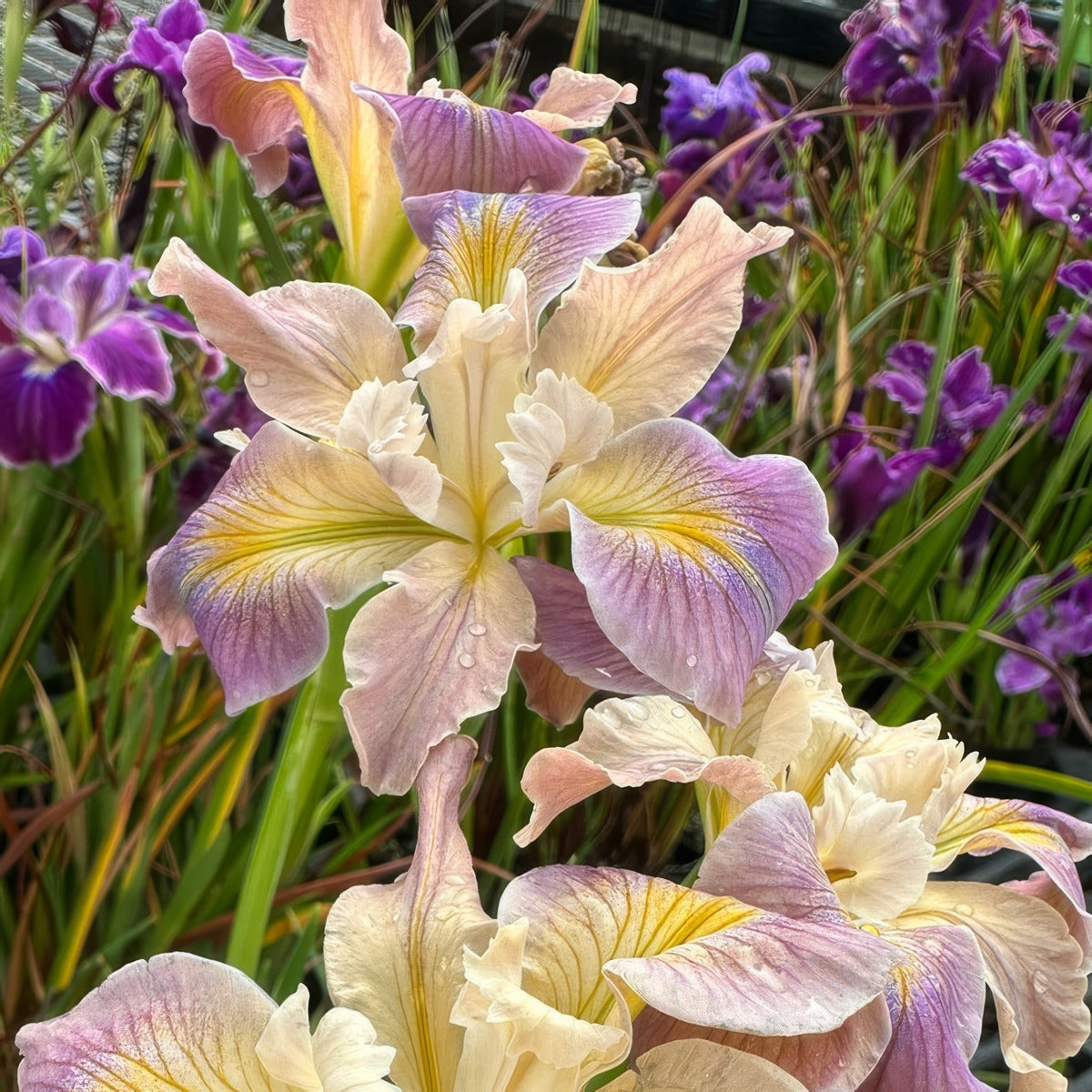 Pacific Coast Iris Soft Lavender Cream Shades 2 - Garden Express Australia