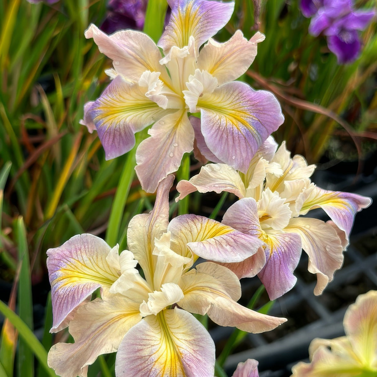 Pacific Coast Iris Soft Lavender Cream Shades - Garden Express Australia