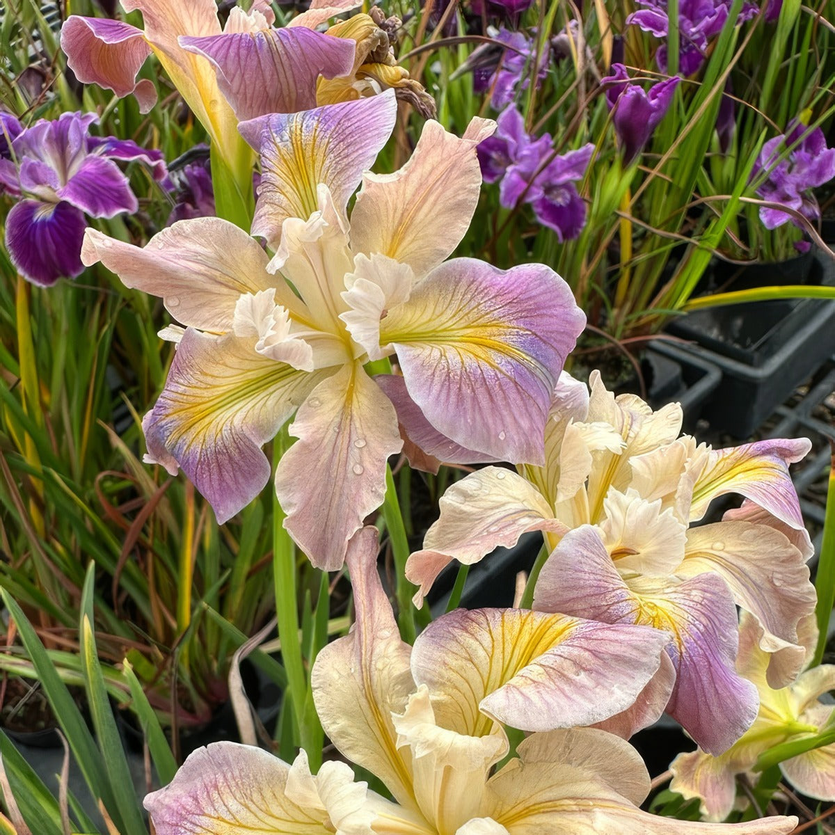 Pacific Coast Iris Soft Lavender Cream Shades P75paclcs - Garden Express Australia