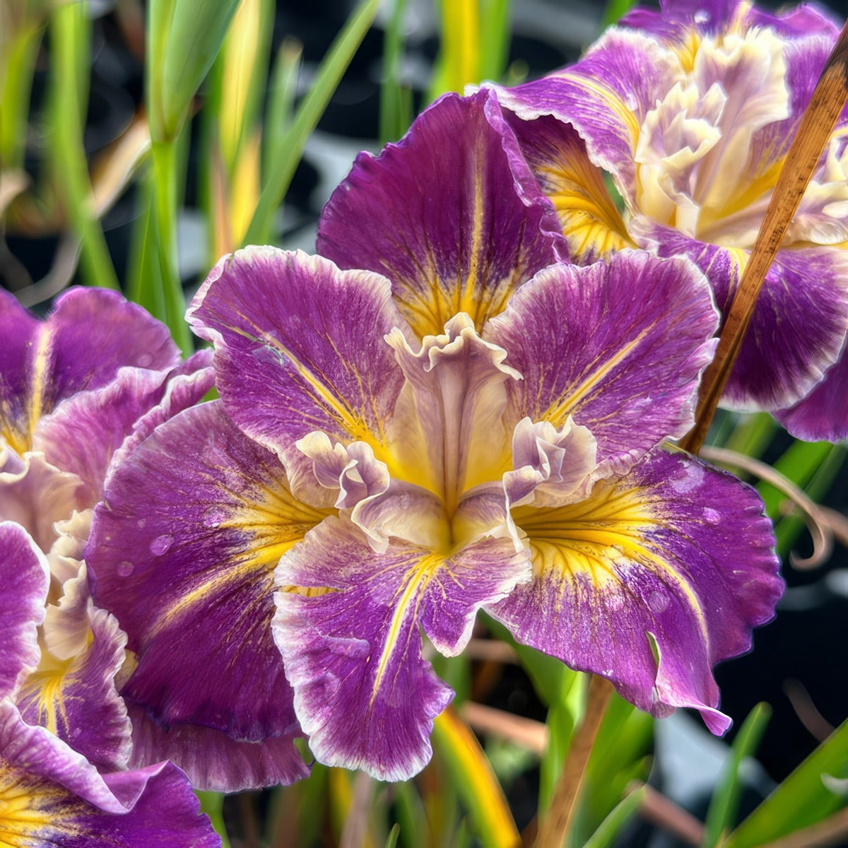 Pacific Coast Iris Purple With Gold Shades - Garden Express Australia
