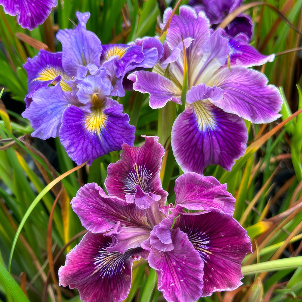 Pacific Coast Iris Purple Shades 1 - Garden Express Australia