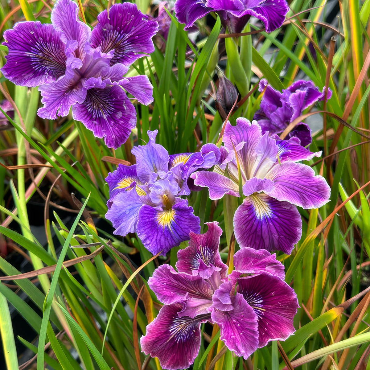 Pacific Coast Iris Purple Shades P75pacpsh - Garden Express Australia