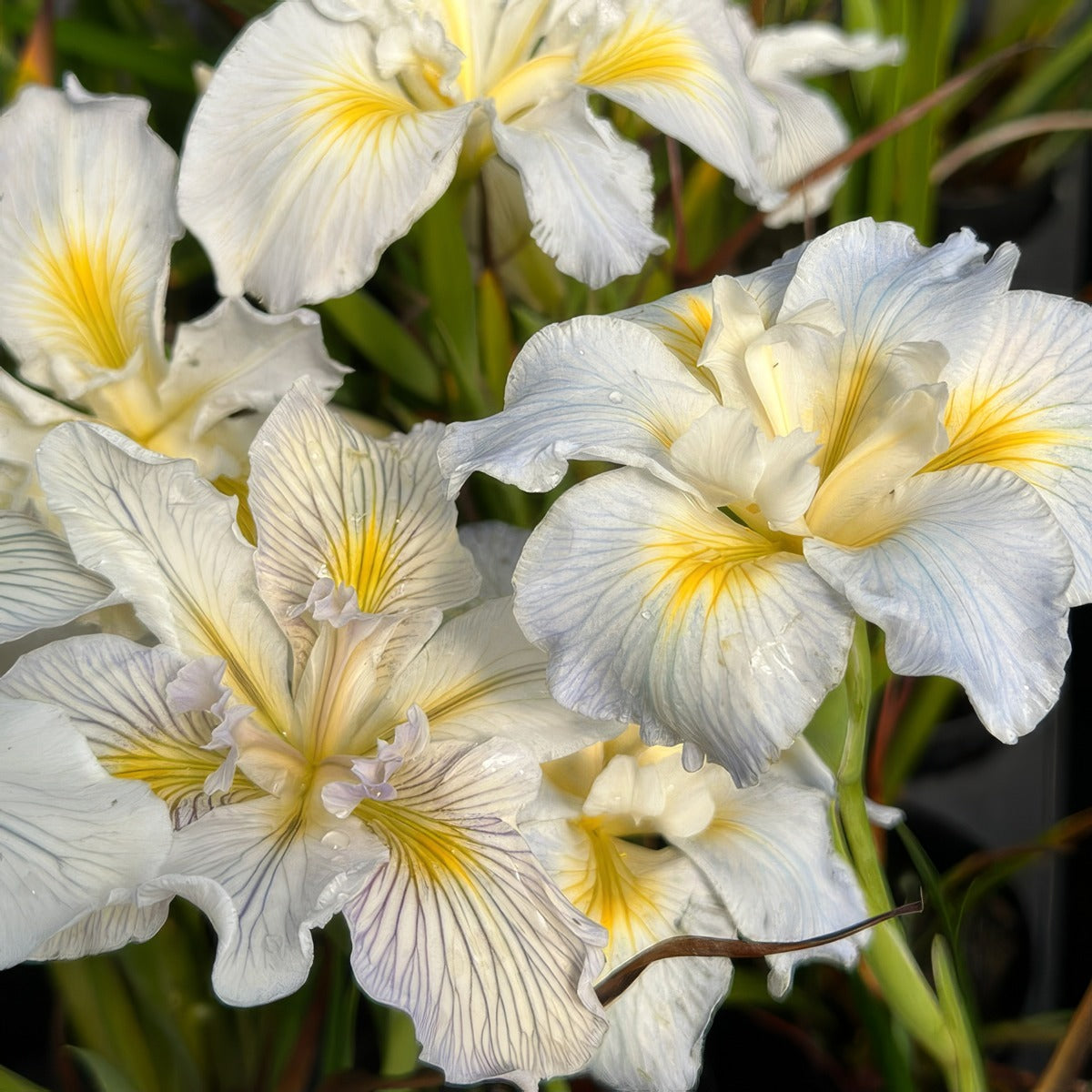 Pacific Coast Iris White Shades - Garden Express Australia