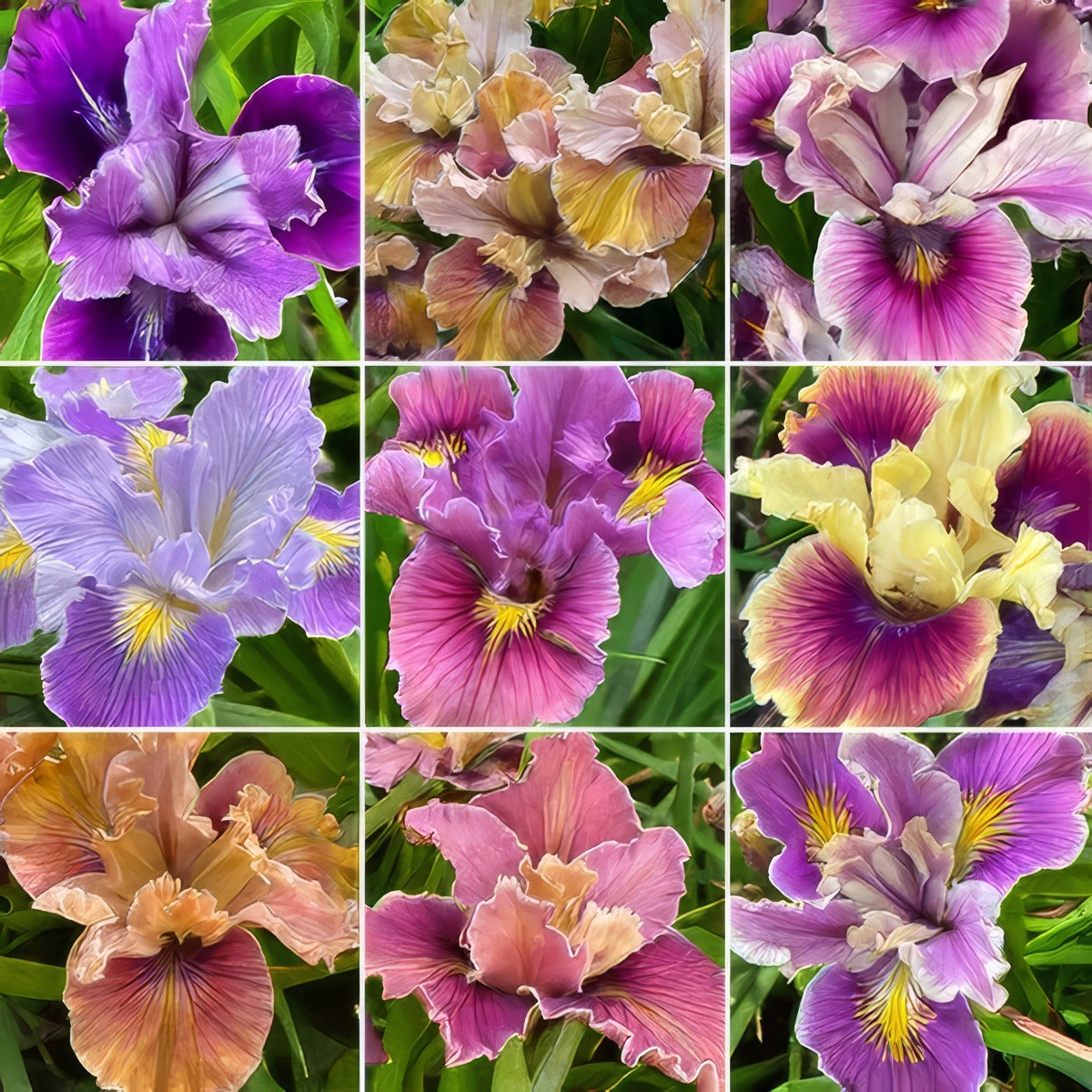 Pacific Coast Iris P75paccir Denoise Upscale 1080w - Garden Express Australia