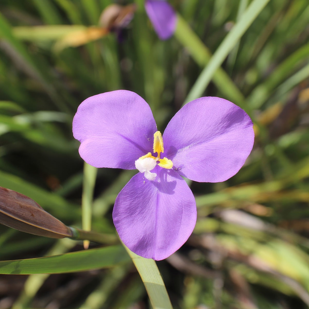 Patersonia Native Iris P14patnir - Garden Express Australia