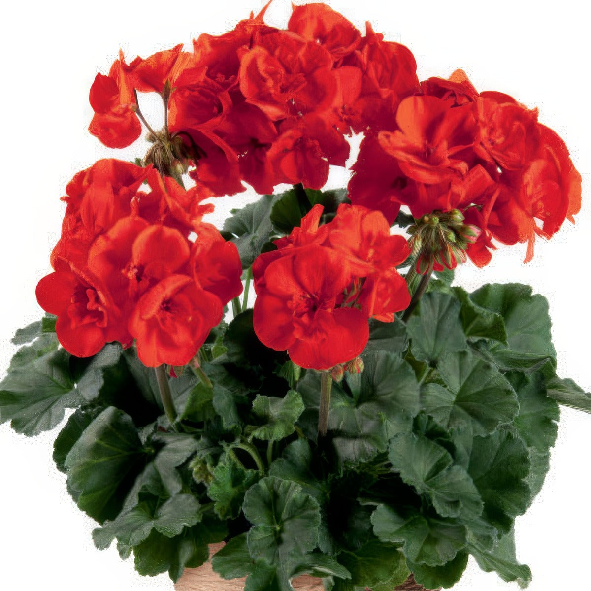 Pelargonium Darkline Julia P14peldju - Garden Express Australia