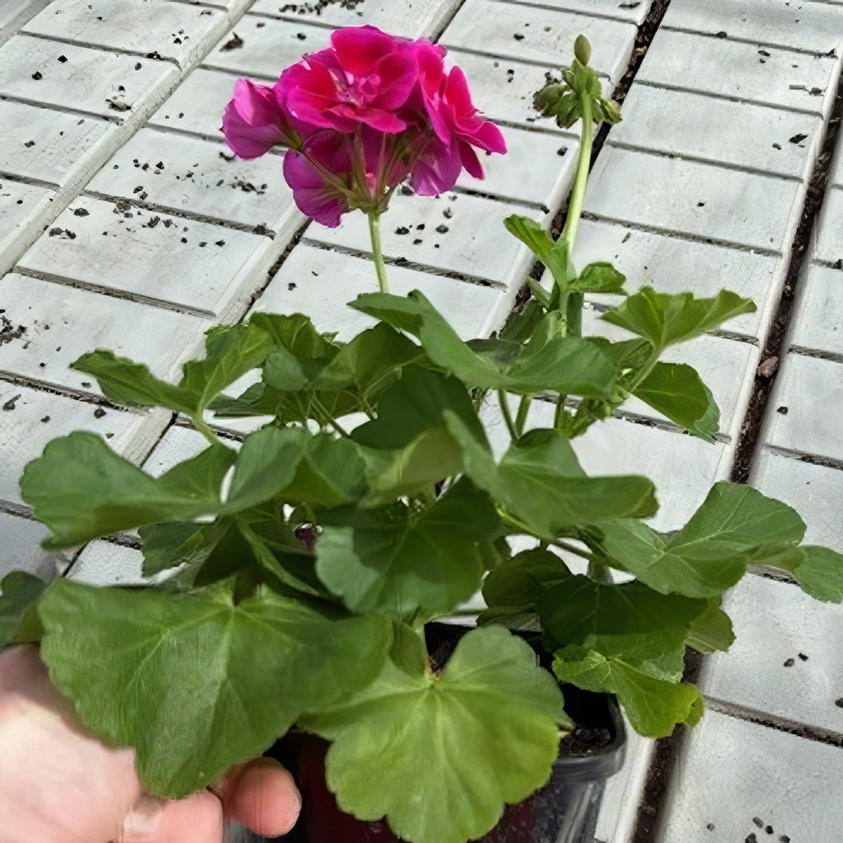 Pelargonium Flower Fairy Velvet Pot - Garden Express Australia