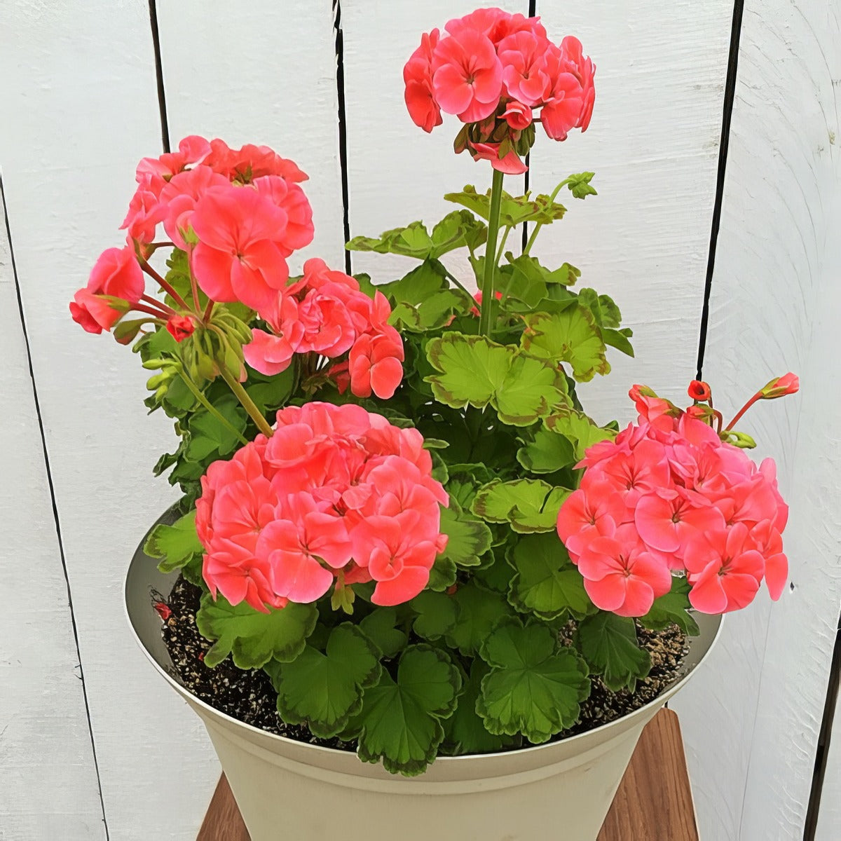 Pelargonium Diva Queen G1 - Garden Express Australia