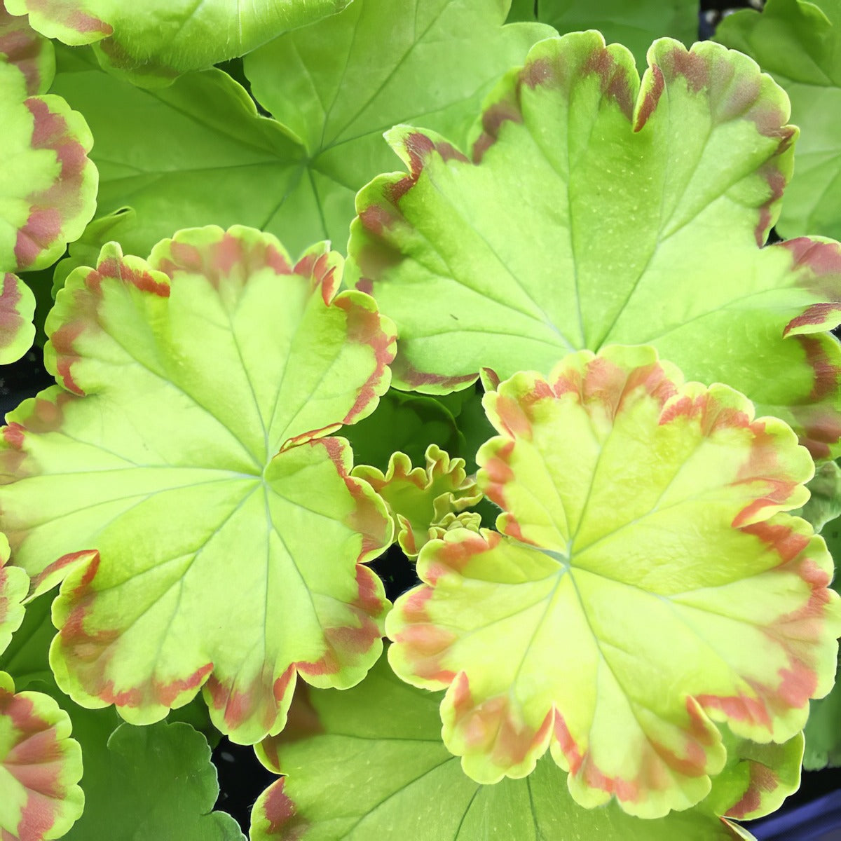 Pelargonium Diva Queen G2 - Garden Express Australia
