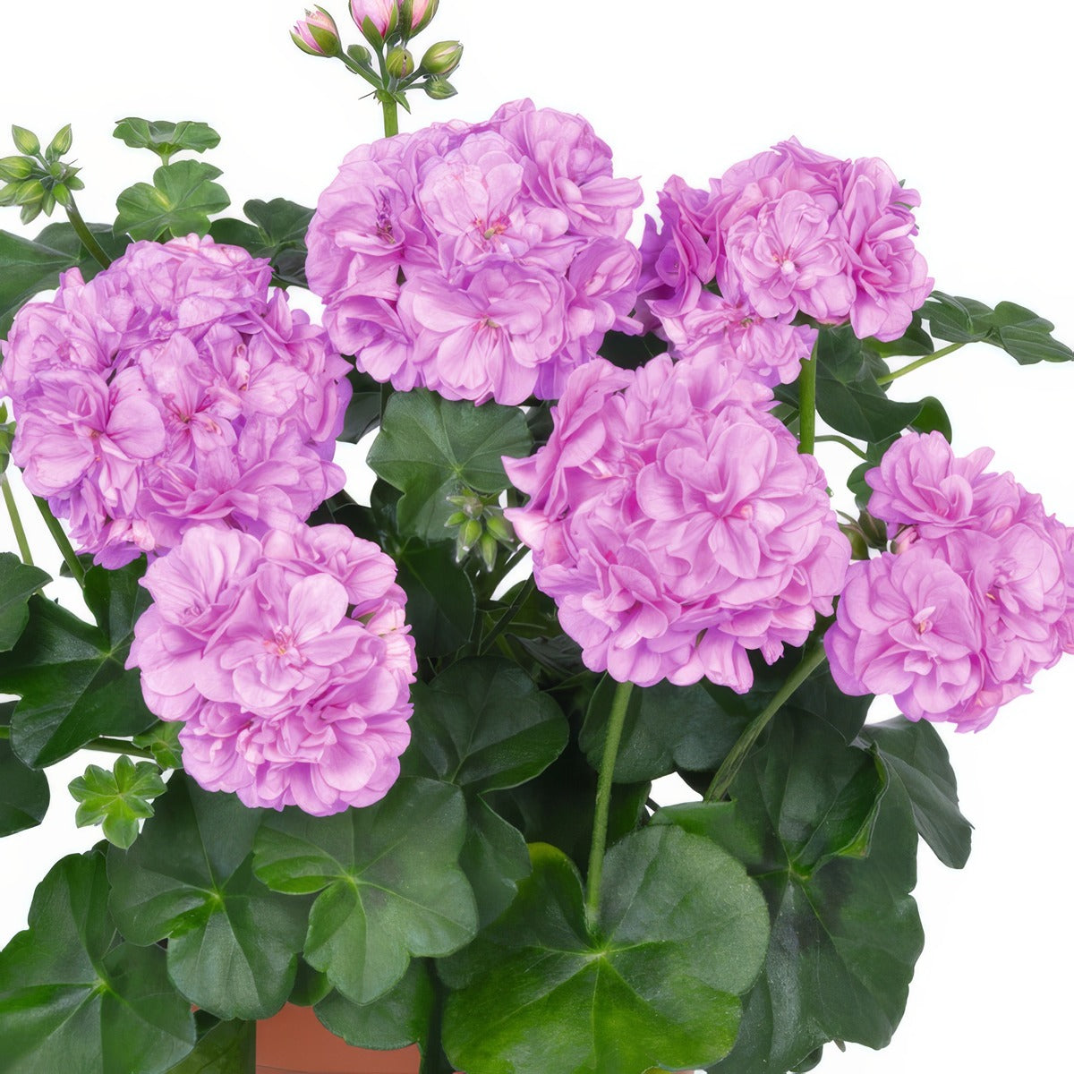 Pelargonium Great Balls Of Fire Lavender Lplpelgblv - Garden Express Australia