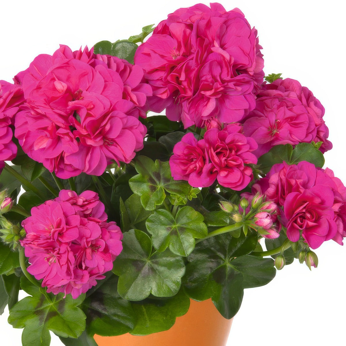 Pelargonium Great Balls Of Fire Violet Blue - Garden Express Australia