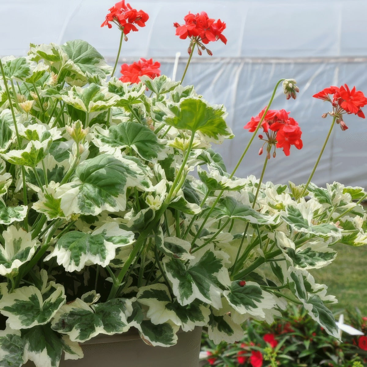 Pelargonium Ice Queen G1 - Garden Express Australia