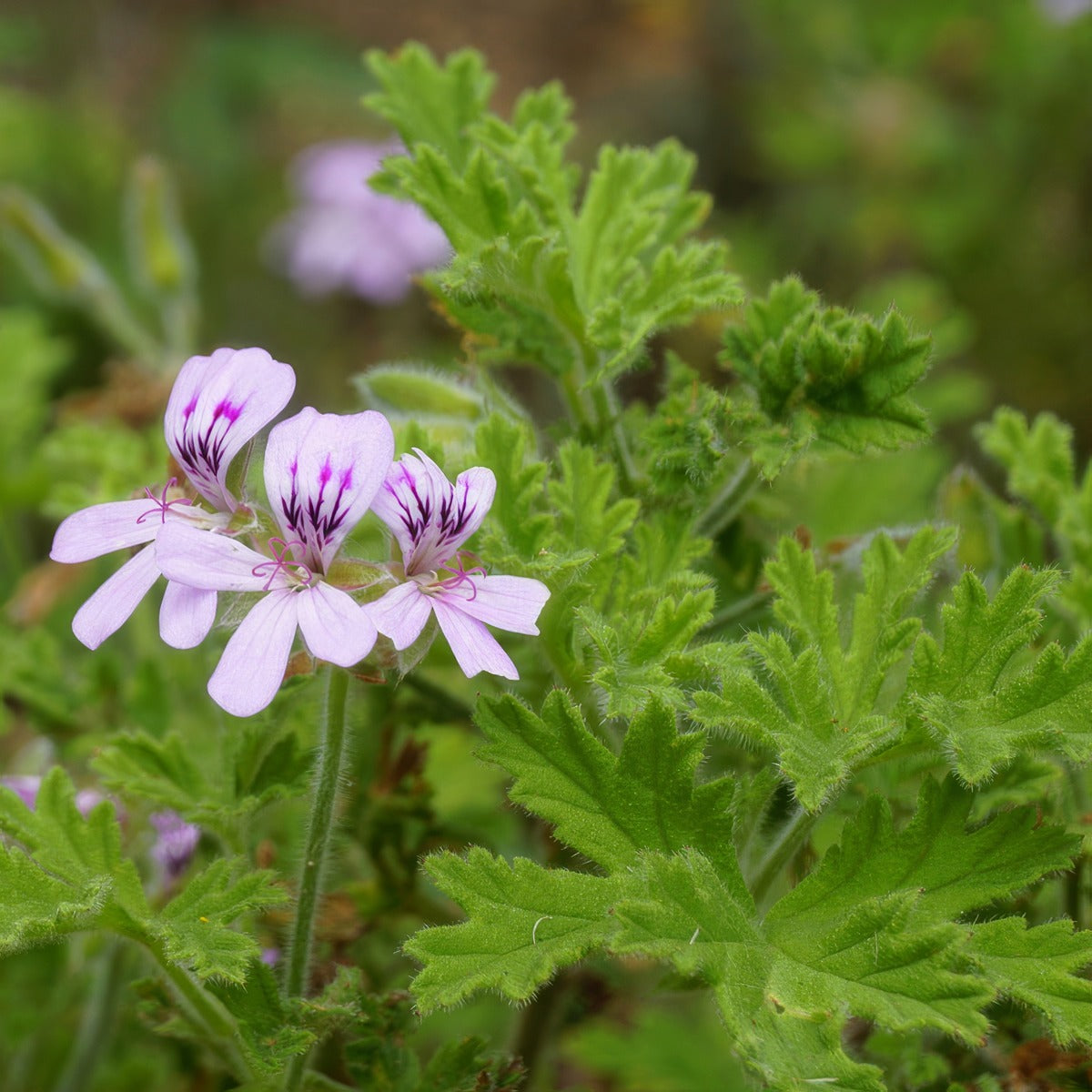 Pelargonium Orange Scented Geranium P68pelosc - Garden Express Australia
