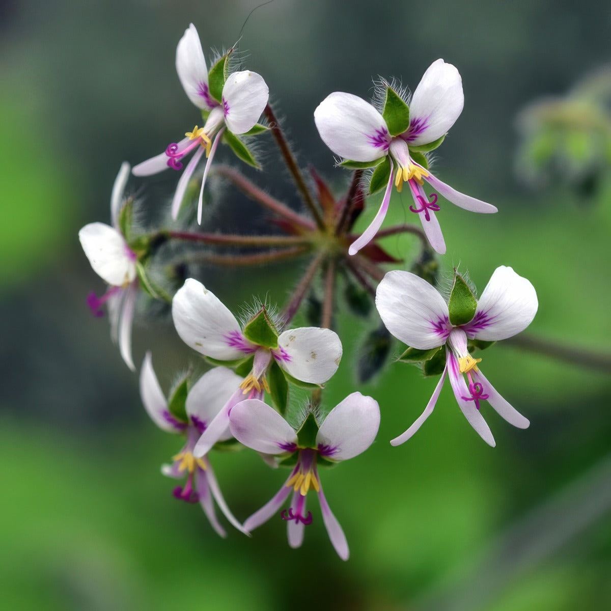 Pelargonium Peppermint Scented Geranium - Garden Express Australia