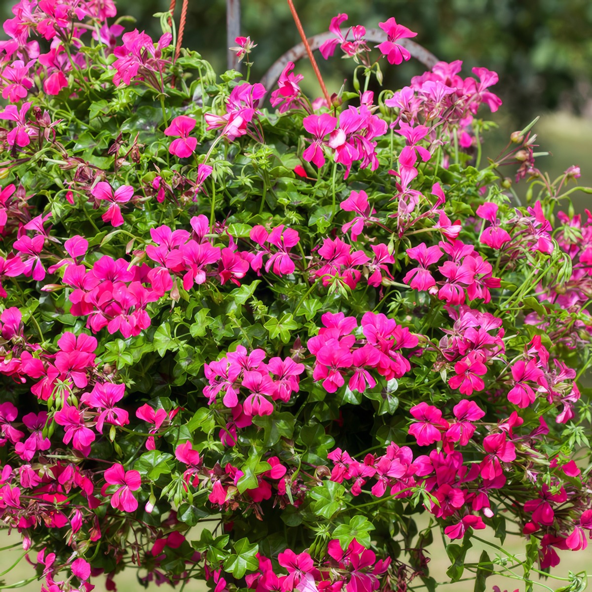 Pelargonium Reach Out Hot Pink 2 P68pelrhp - Garden Express Australia