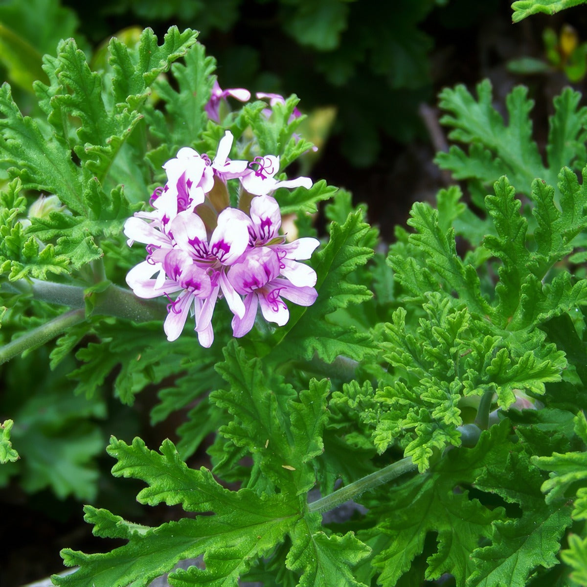 Pelargonium Rose Scented Geranium P68pelrsc - Garden Express Australia