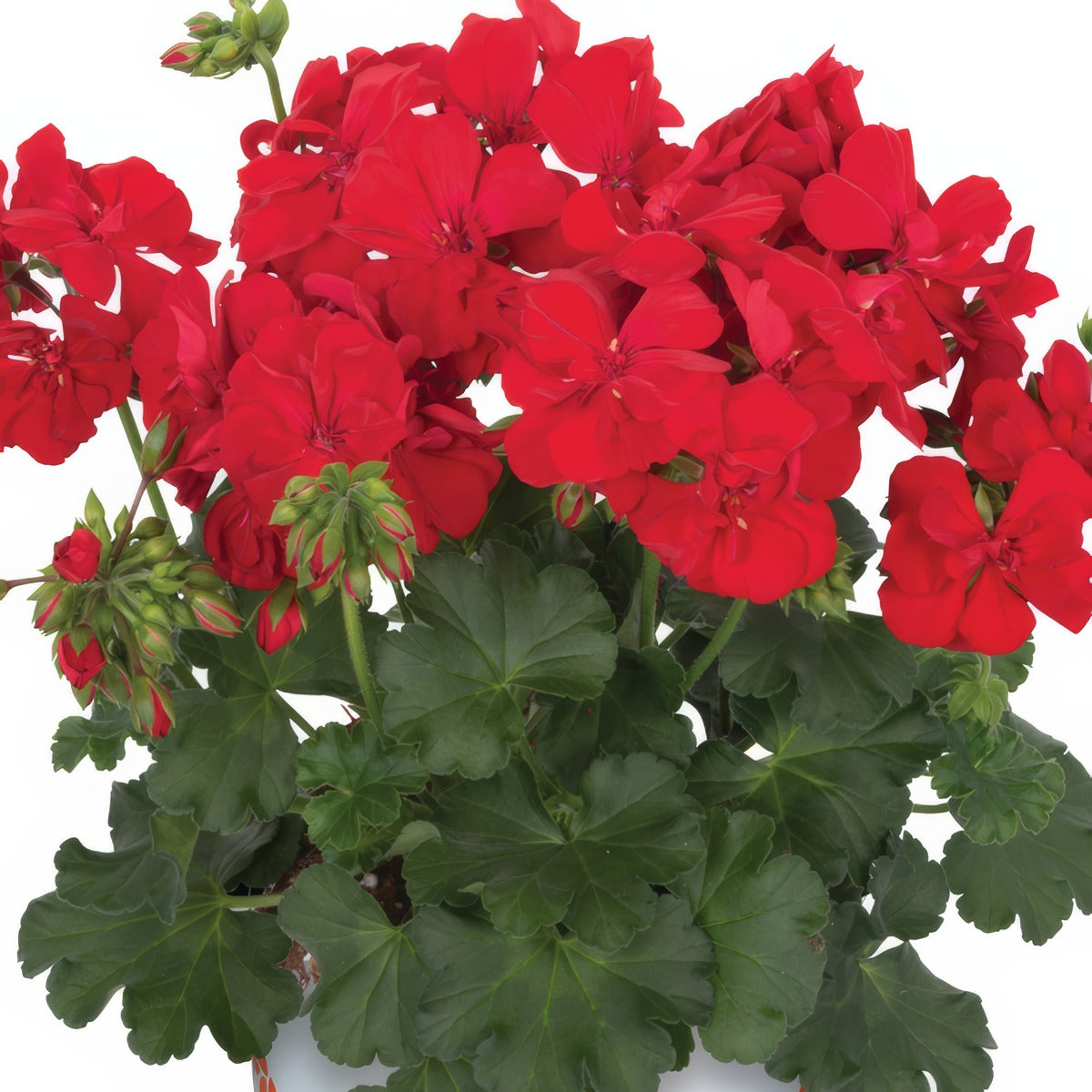 Pelargonium Santana Dark Red Lplpelsdr - Garden Express Australia