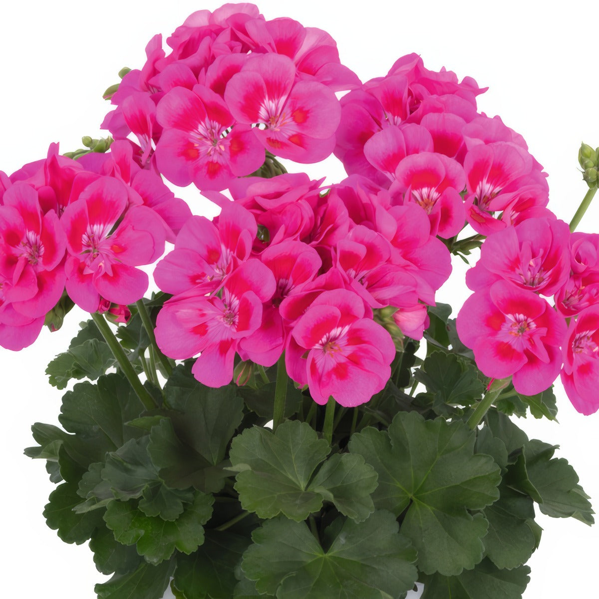 Pelargonium Santana Pink Splash - Garden Express Australia