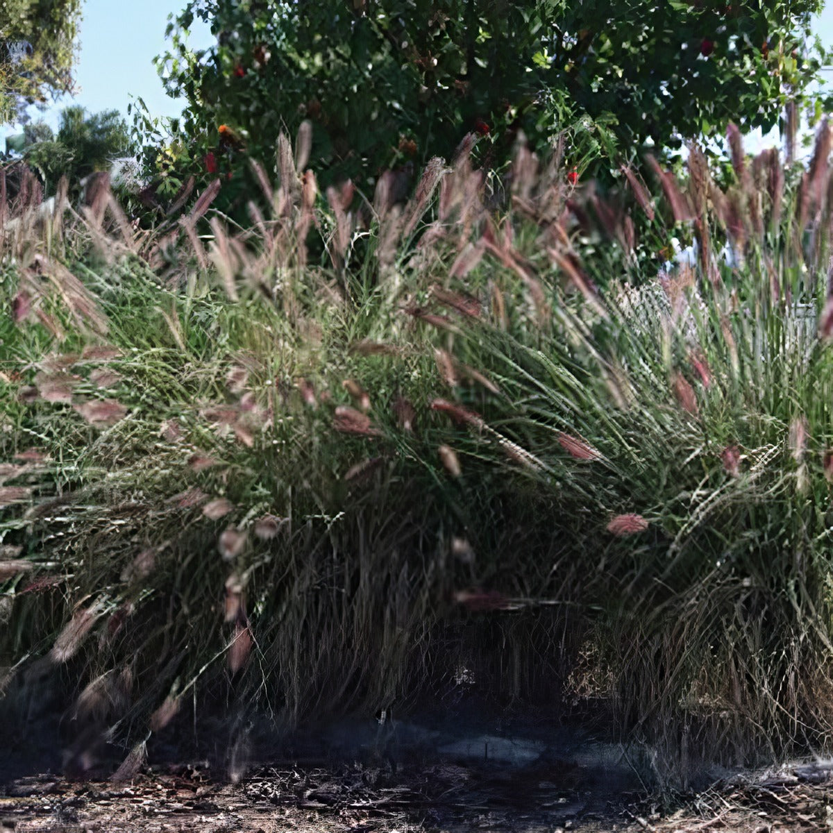 Pennisetum Purple Lea Lpopenple - Garden Express Australia