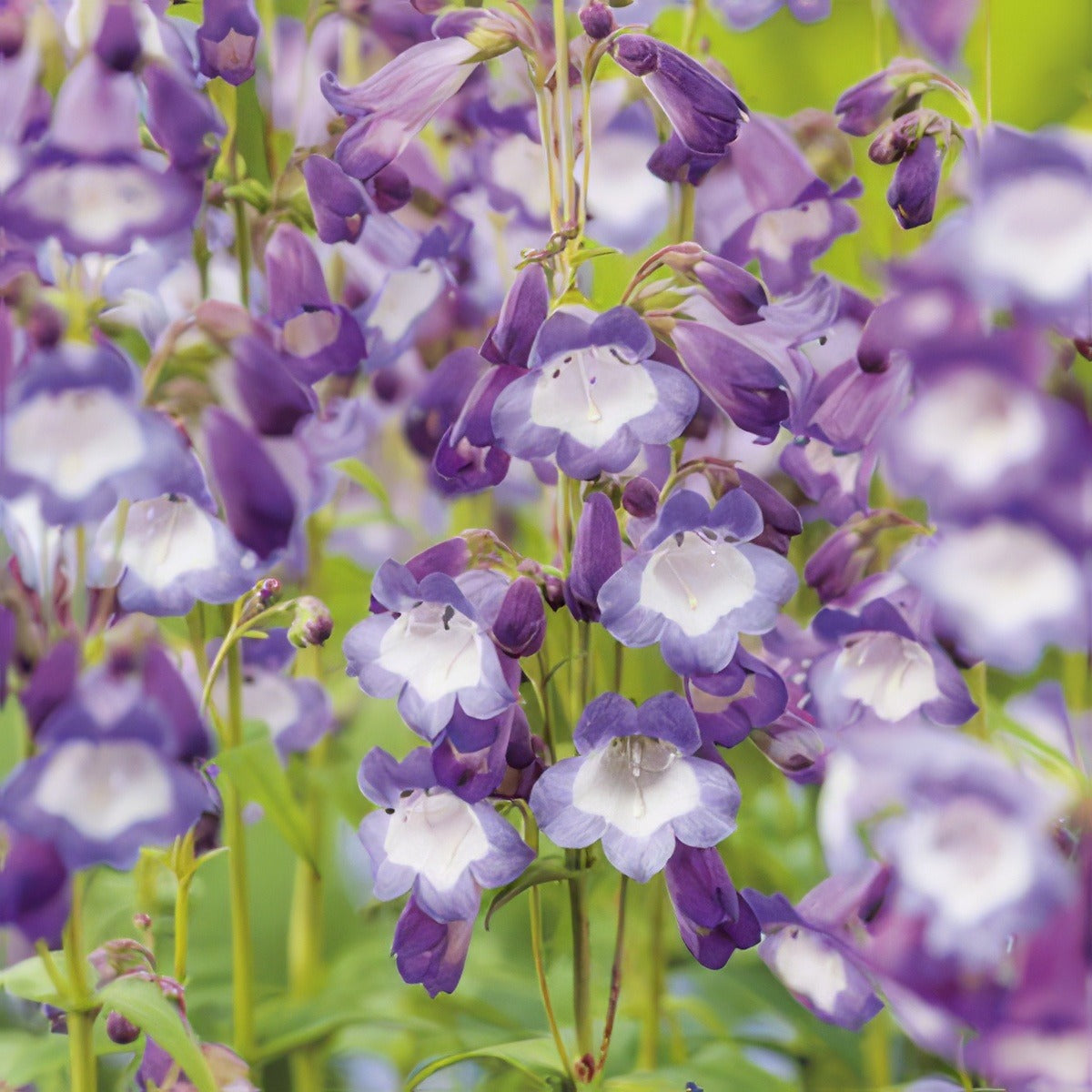 Penstemon Alice Hindley 15 Fm 14278272pa - Garden Express Australia