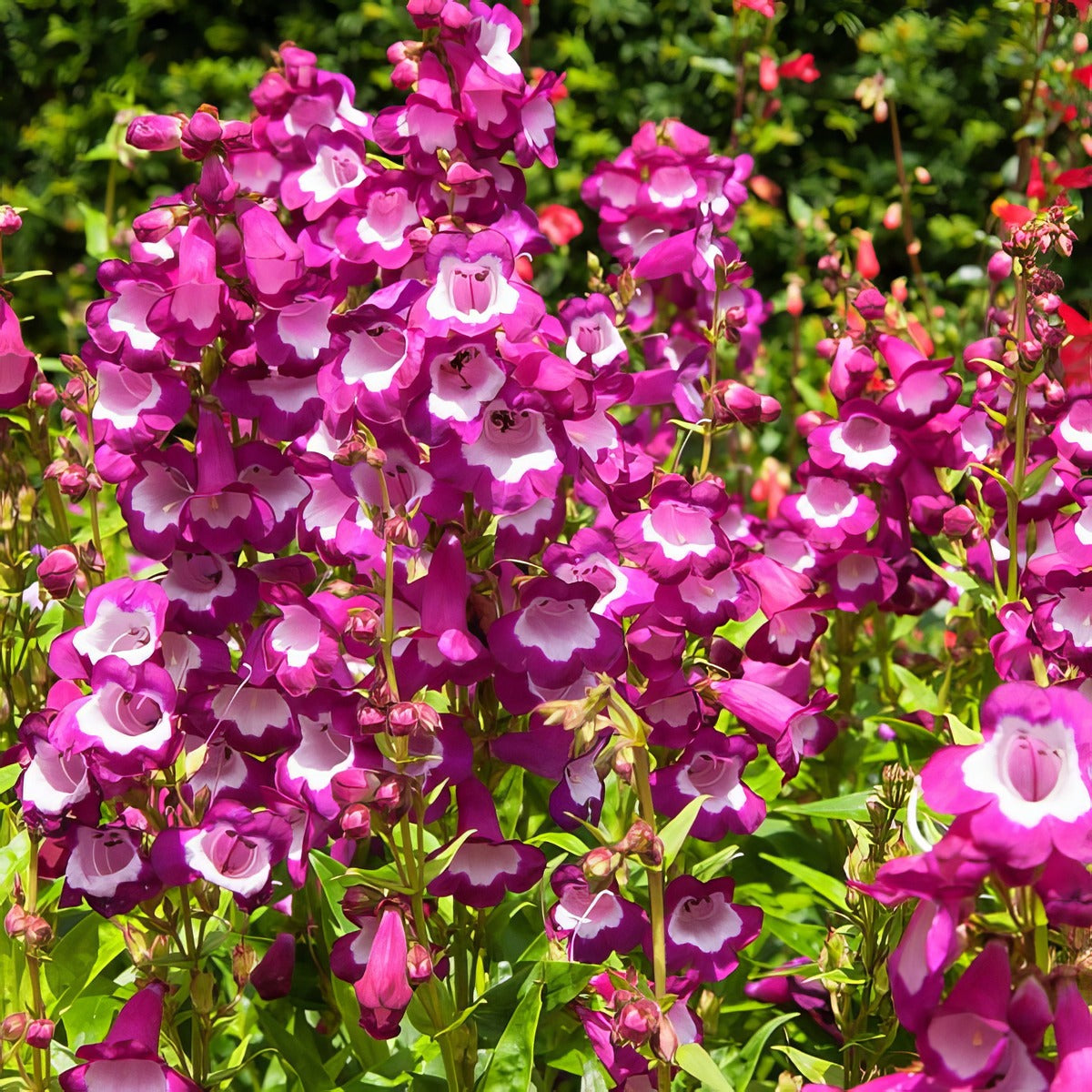 Penstemon Maurice Gibbs Lpopenmgi - Garden Express Australia