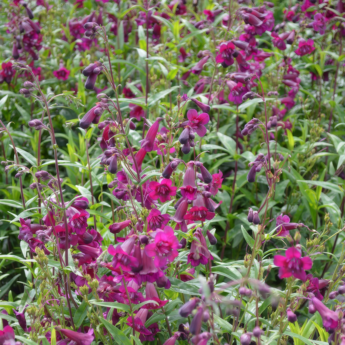 Penstemon Purple Bedder Lpopenpbe - Garden Express Australia