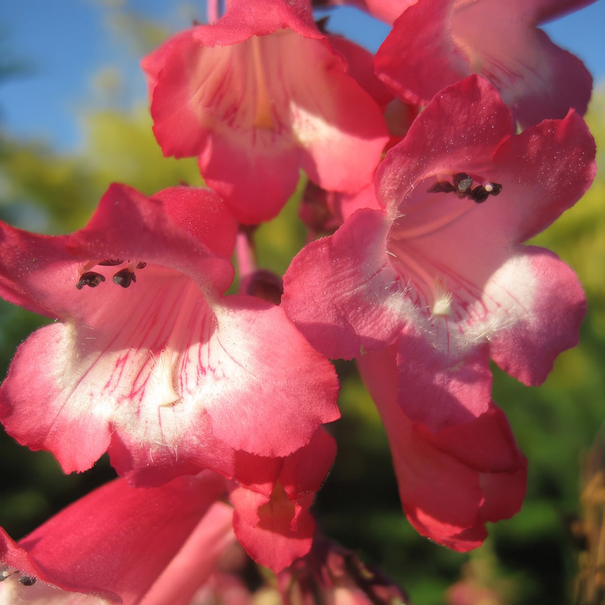 Penstemon Pink Cloud P68penpcl - Garden Express Australia