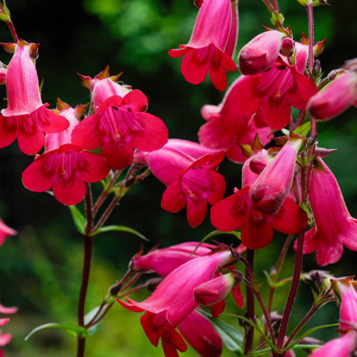 Penstemon Chester Scarlet Pplpencsc - Garden Express Australia