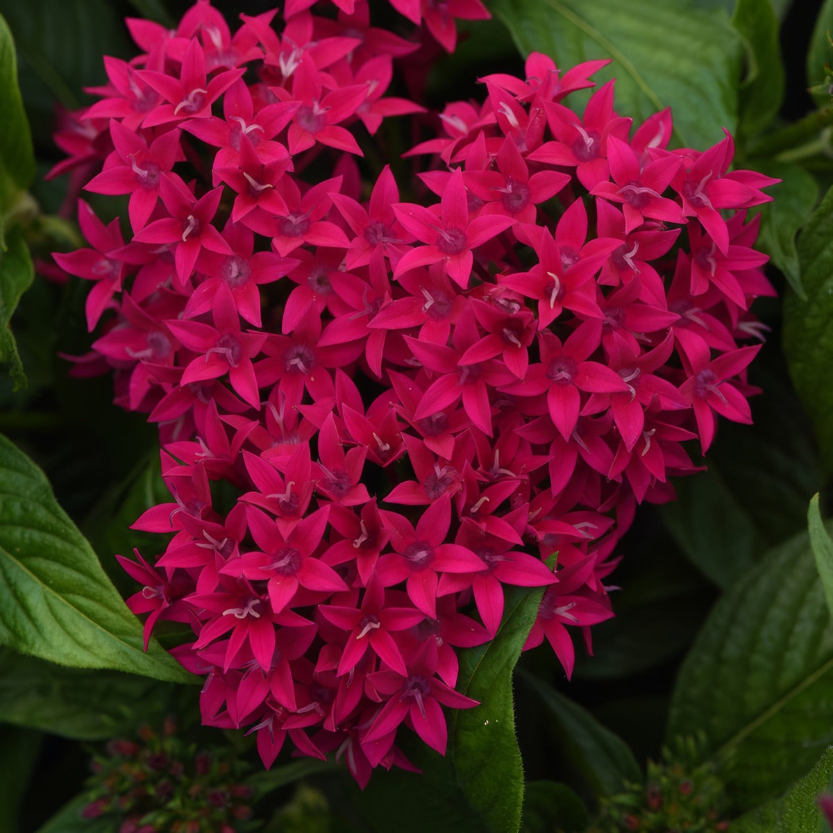 Pentas Lucky Star Lipstickp14penlsl - Garden Express Australia