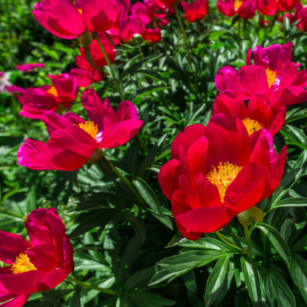 Peony Rose Early Scout P14proesc - Garden Express Australia