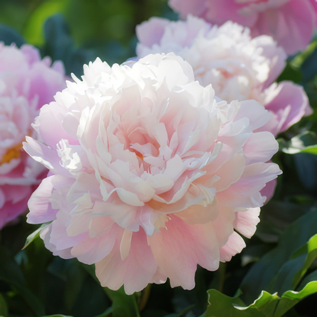 Peony Rose Marguerite Gerard 20 Pkpromge - Garden Express Australia
