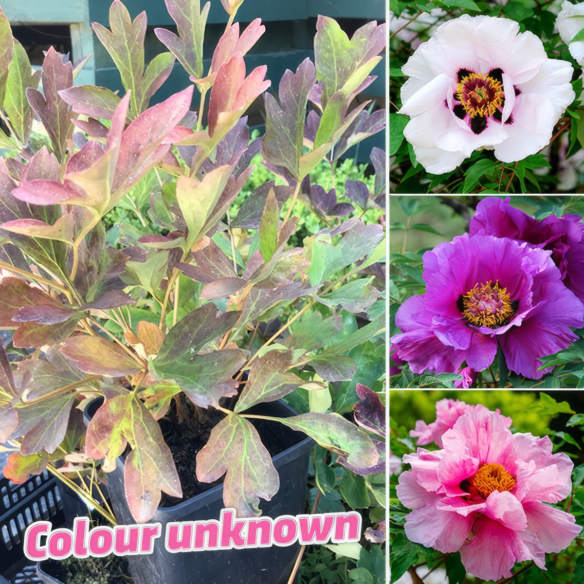 Tree Peony Rockii Plant P14tparoc - Garden Express Australia