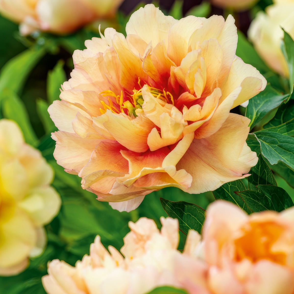 Itoh Peony Canary Brilliant Pkitocbr - Garden Express Australia